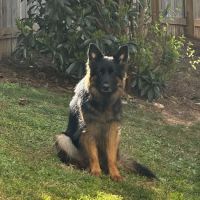 Vetco Total Care Animal Hospital ico