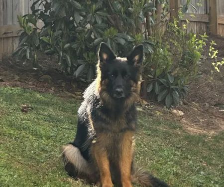 Vetco Total Care Animal Hospital