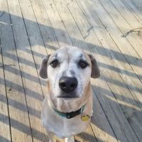 Gloucester Veterinary Hospital ico