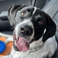 VCA Anderson's Corner Animal Hospital ico
