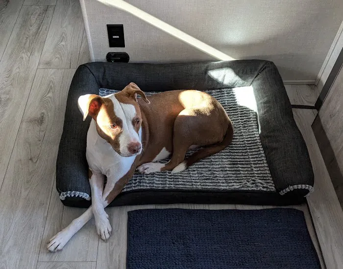 VCA Anderson's Corner Animal Hospital Picture 2
