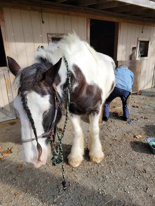 Tidewater Equine Clinic & Farm Animal Services Picture 6