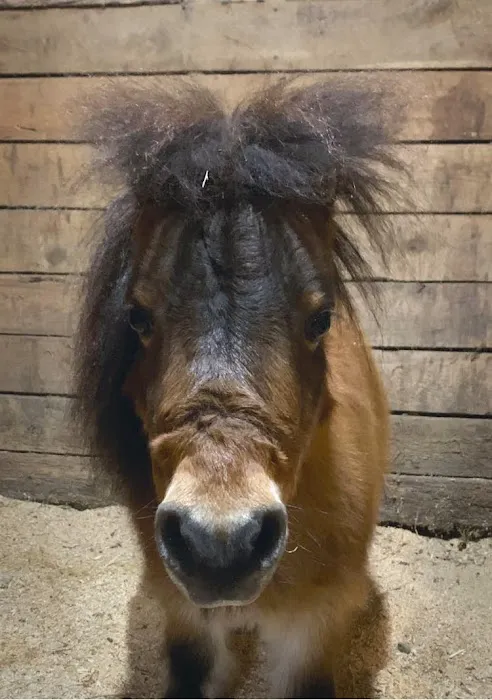 Tidewater Equine Clinic & Farm Animal Services Picture 4