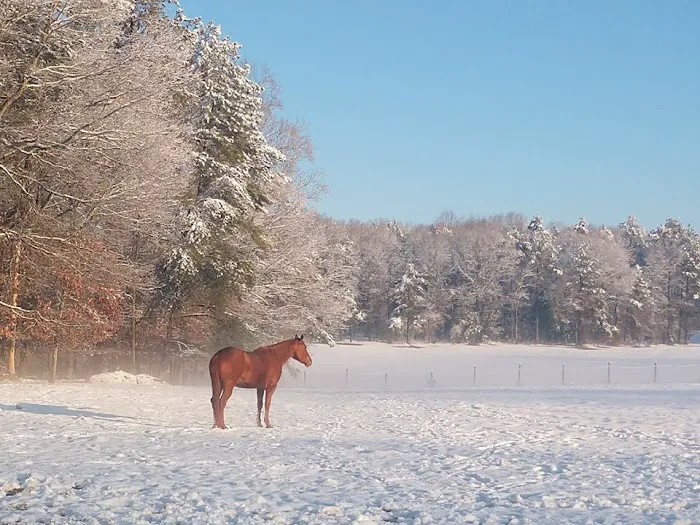 Tidewater Equine Clinic & Farm Animal Services Picture 2