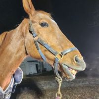 Tidewater Equine Clinic & Farm Animal Services ico