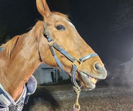 Tidewater Equine Clinic & Farm Animal Services