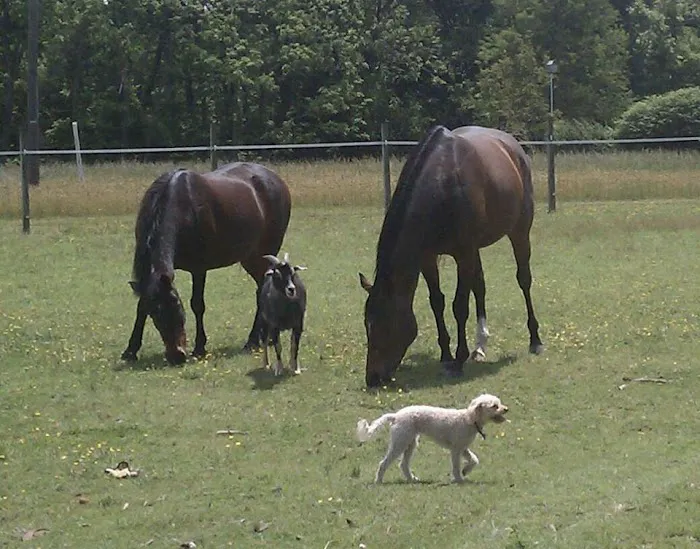 Tidewater Equine Clinic & Farm Animal Services Picture 8
