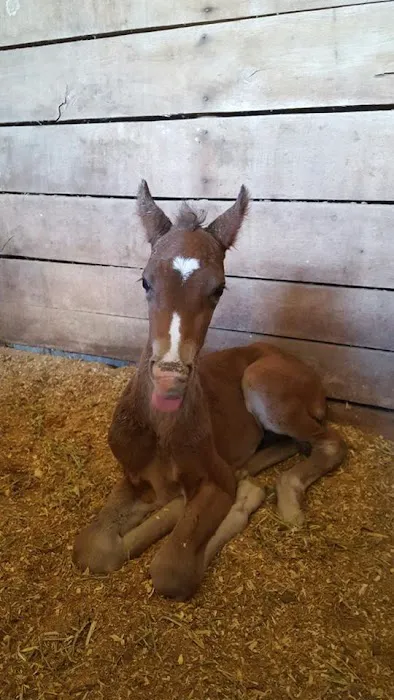 Tidewater Equine Clinic & Farm Animal Services Picture 7