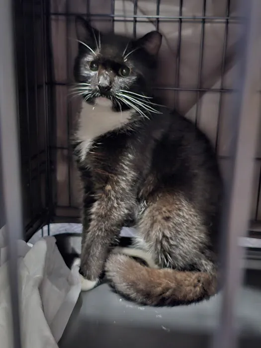 Fixin' to Save Spay & Neuter Clinic Picture 2