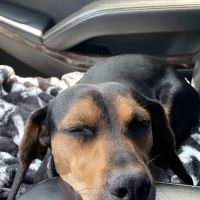 Fixin' to Save Spay & Neuter Clinic ico