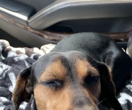 Fixin' to Save Spay & Neuter Clinic