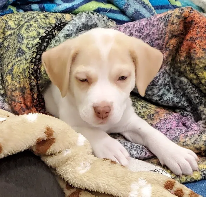 Fixin' to Save Spay & Neuter Clinic Picture 8