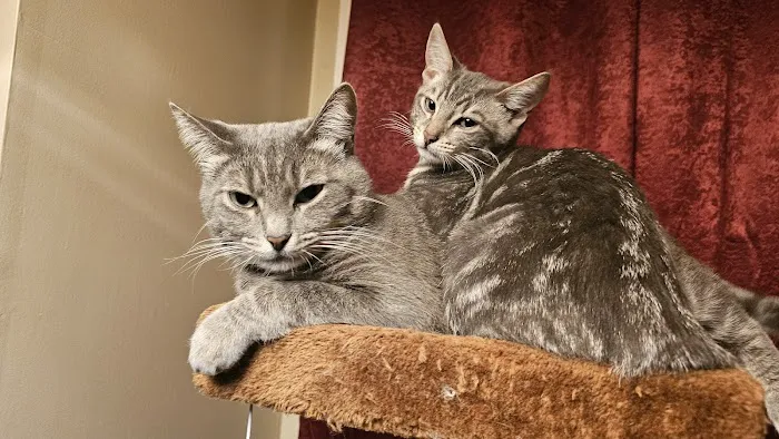 Fixin' to Save Spay & Neuter Clinic Picture 7