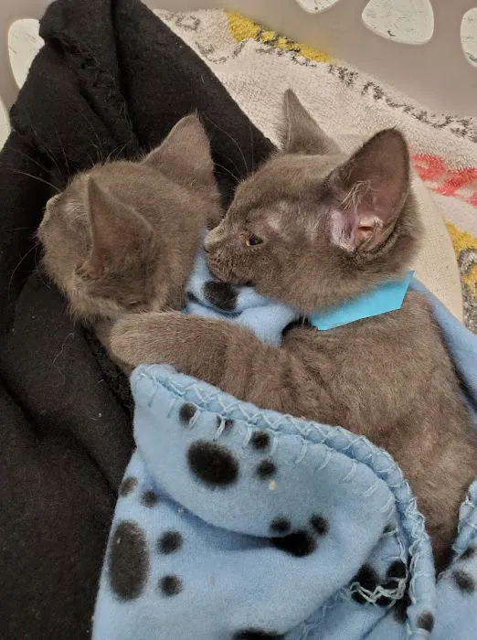 Fixin' to Save Spay & Neuter Clinic Picture 9