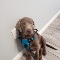 Noah's Ark Veterinary Hospital ico