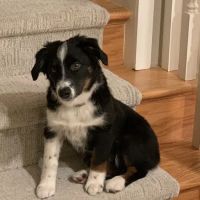 Jolly Pond Veterinary Hospital ico