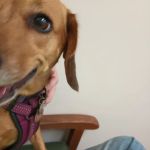 Chickahominy Animal Hospital
