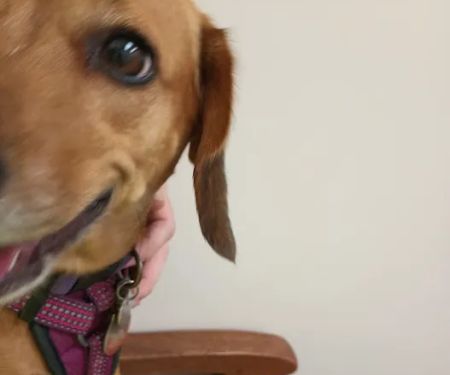 Chickahominy Animal Hospital