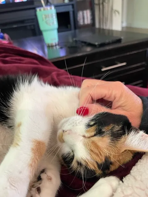 Animal Care of Gloucester Picture 4