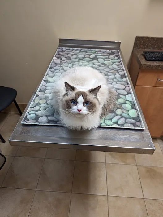 Animal Care of Gloucester Picture 2