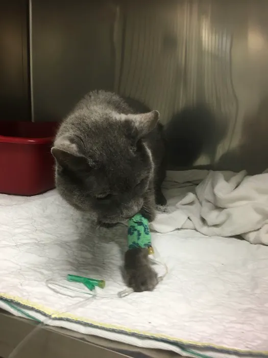 Animal Care of Gloucester Picture 3