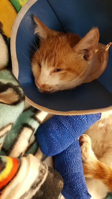 Animal Care of Gloucester Picture 6