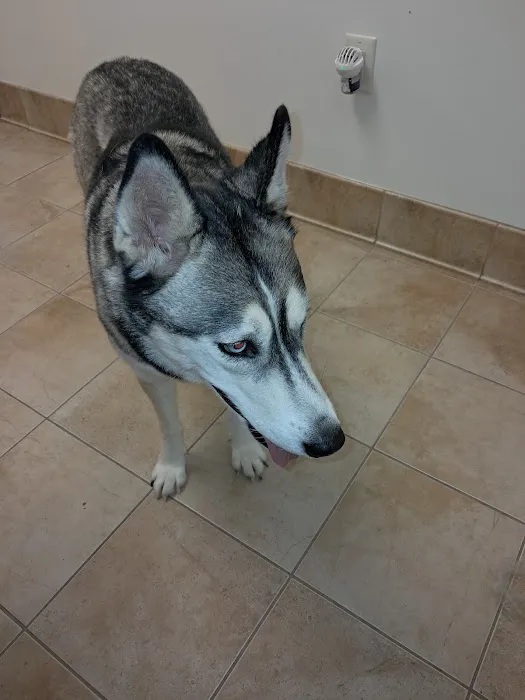 Animal Care of Gloucester Picture 5