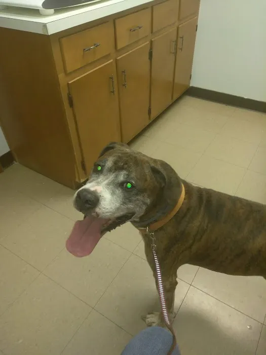 Abingdon Animal Clinic Picture 1