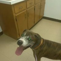 Abingdon Animal Clinic ico