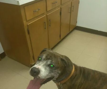 Abingdon Animal Clinic
