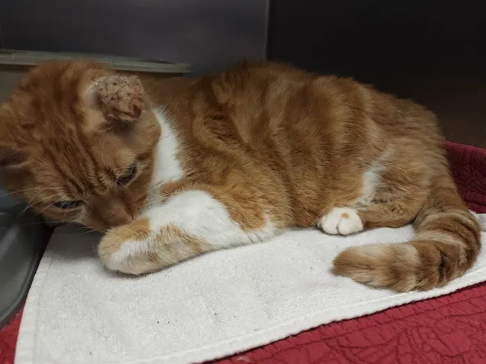 Abingdon Animal Clinic Picture 4