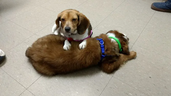 Abingdon Animal Clinic Picture 2