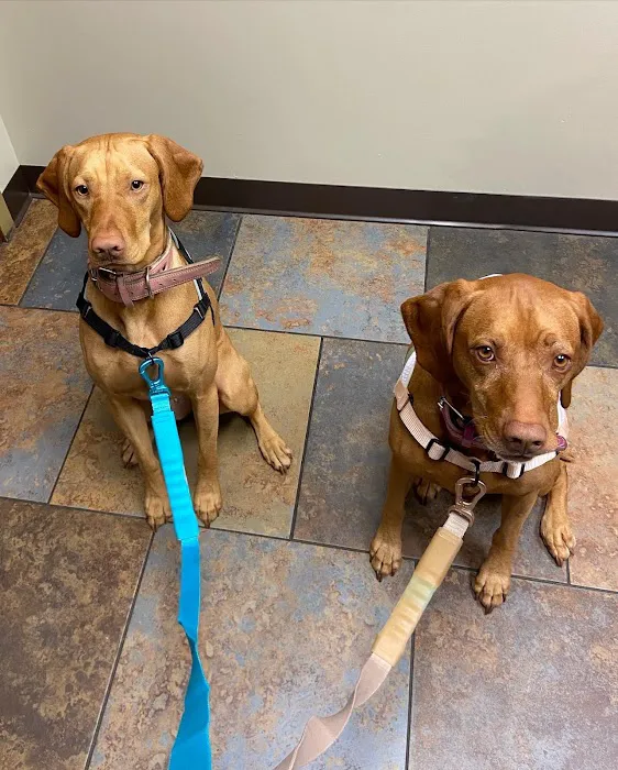Swift Creek Animal Hospital & Pet Resort Picture 8