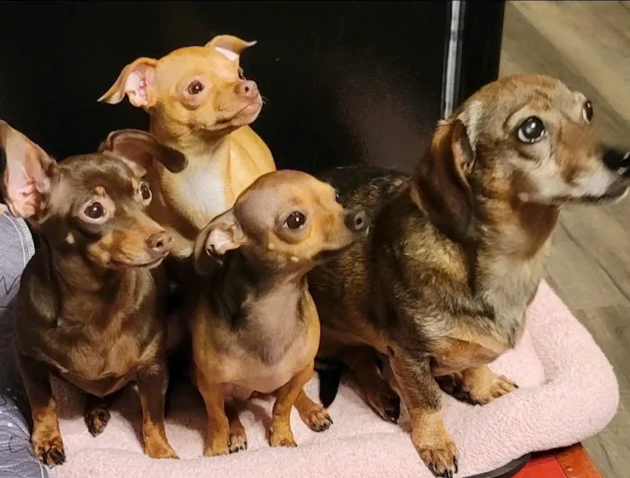 Swift Creek Animal Hospital & Pet Resort Picture 6