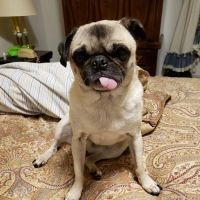 Swift Creek Animal Hospital & Pet Resort ico