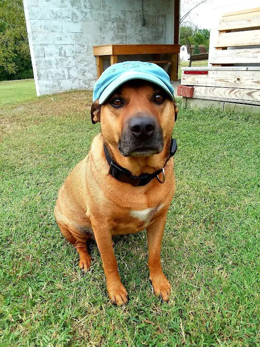 Village Veterinary Service, INC. Picture 9