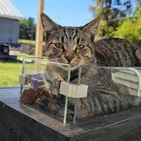 Village Veterinary Service, INC. ico
