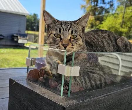 Village Veterinary Service, INC.