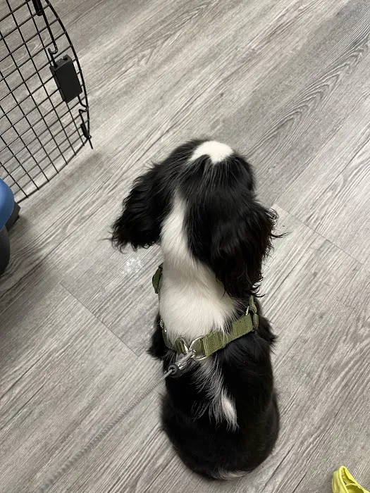Otterdale Pet Wellness Center Picture 1