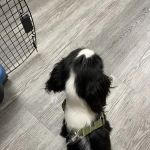 Otterdale Pet Wellness Center