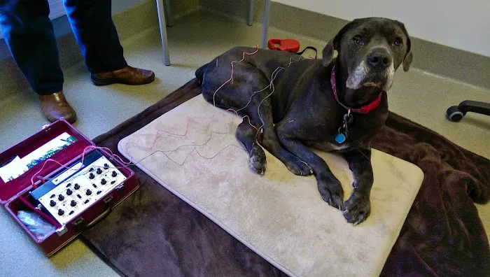 Woodlake Animal Hospital Picture 2