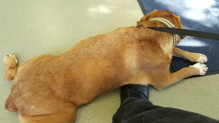 Woodlake Animal Hospital Picture 1