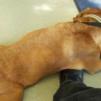 Woodlake Animal Hospital ico