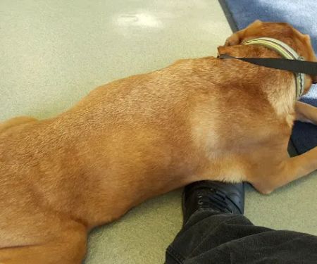 Woodlake Animal Hospital