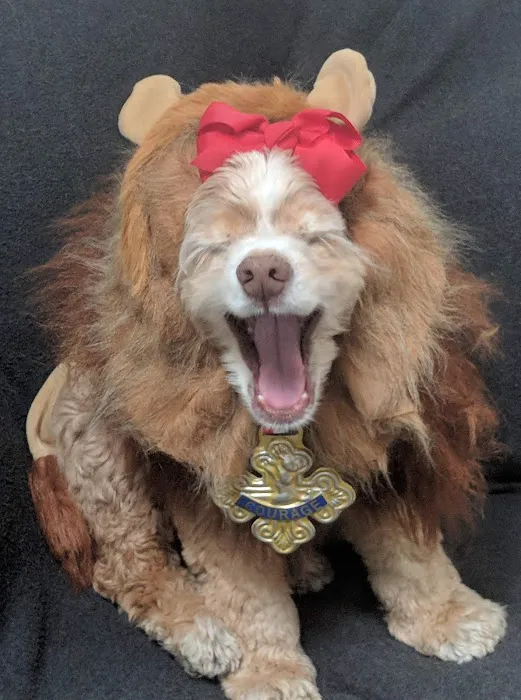 Brandt Veterinary Services Picture 2
