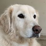 Brandt Veterinary Services