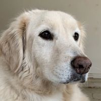 Brandt Veterinary Services ico