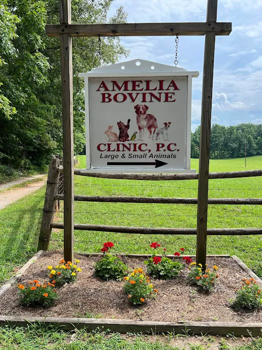 Amelia Bovine Clinic Picture 2