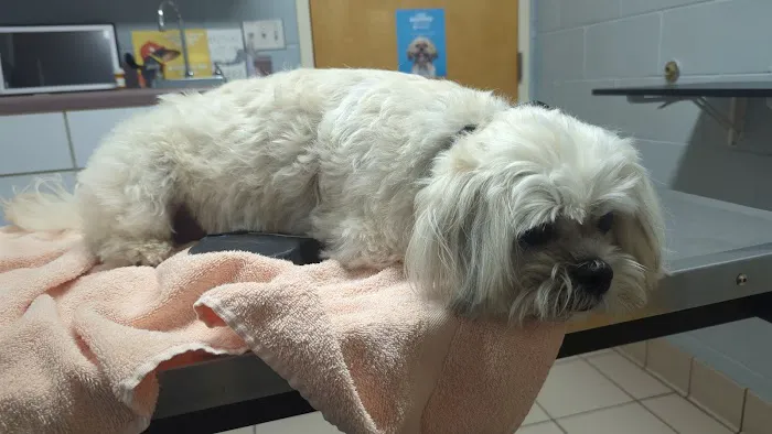 Animal Medical Center Picture 1