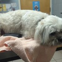 Animal Medical Center ico